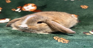 Mini Lop rabbits - Advert 11