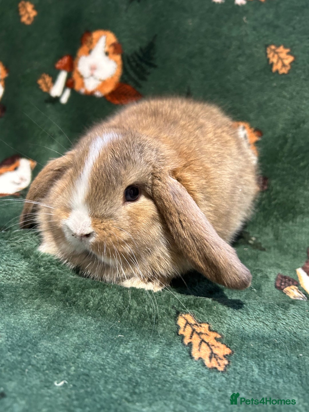 Mini Lop rabbits for sale: Beautiful True to Type Baby Mini Lops  - Image 2