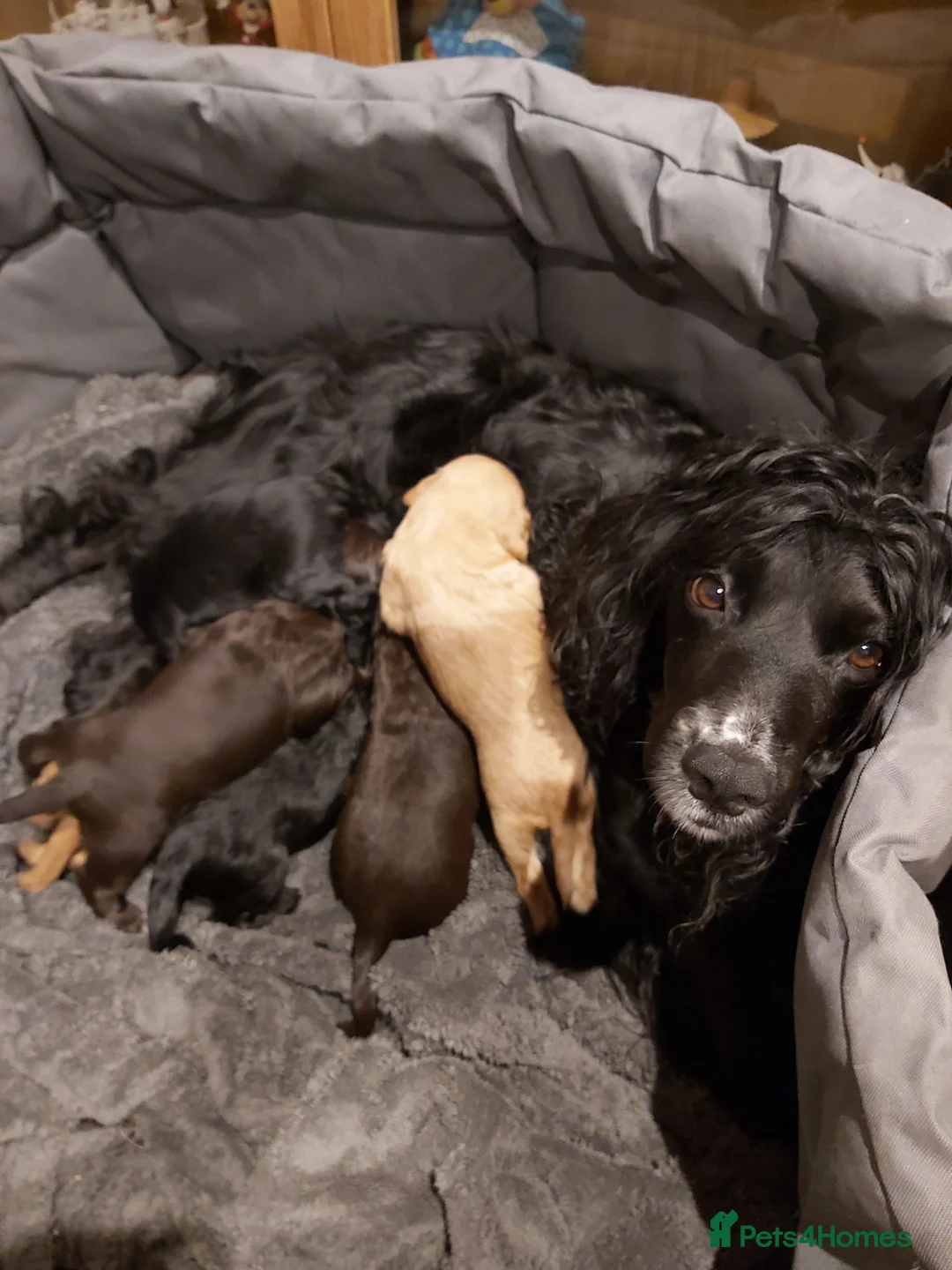 Cocker Spaniel dogs for sale: Cocker Spaniel Puppies - Advert 2