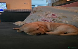 Labradoodle dogs for sale: Adorable Labradoodle puppies - Advert 9