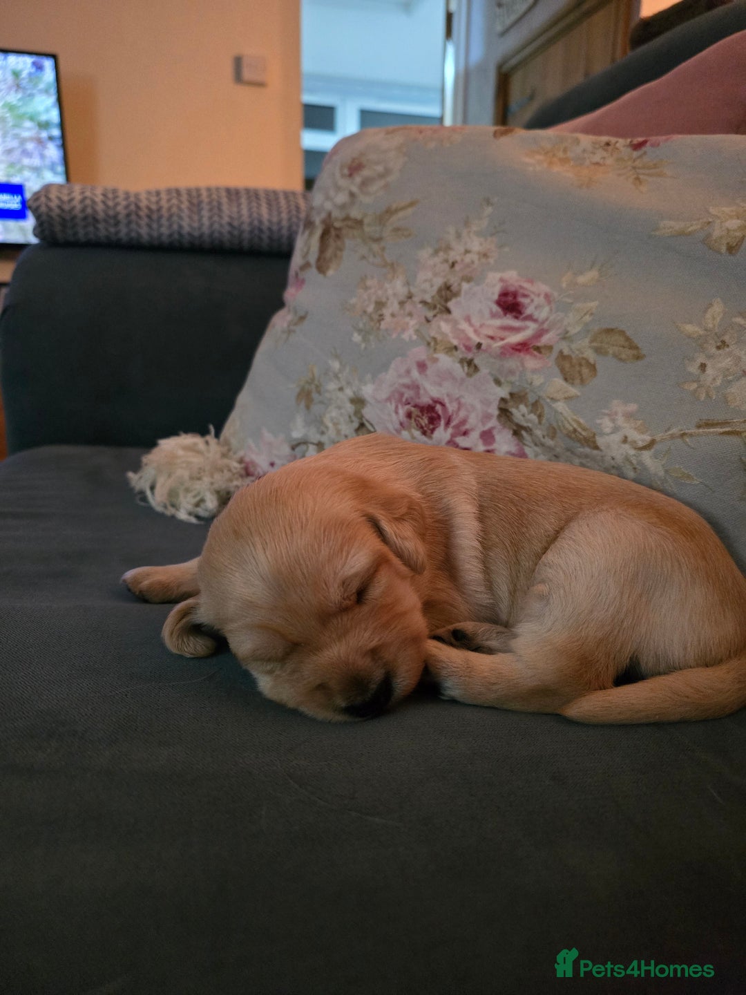 Labradoodle dogs for sale: Adorable Labradoodle puppies - Advert 9