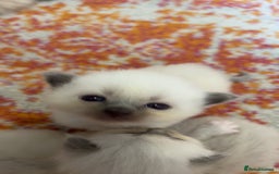 Ragdoll cats for sale: Ragdoll Kittens - Image 2