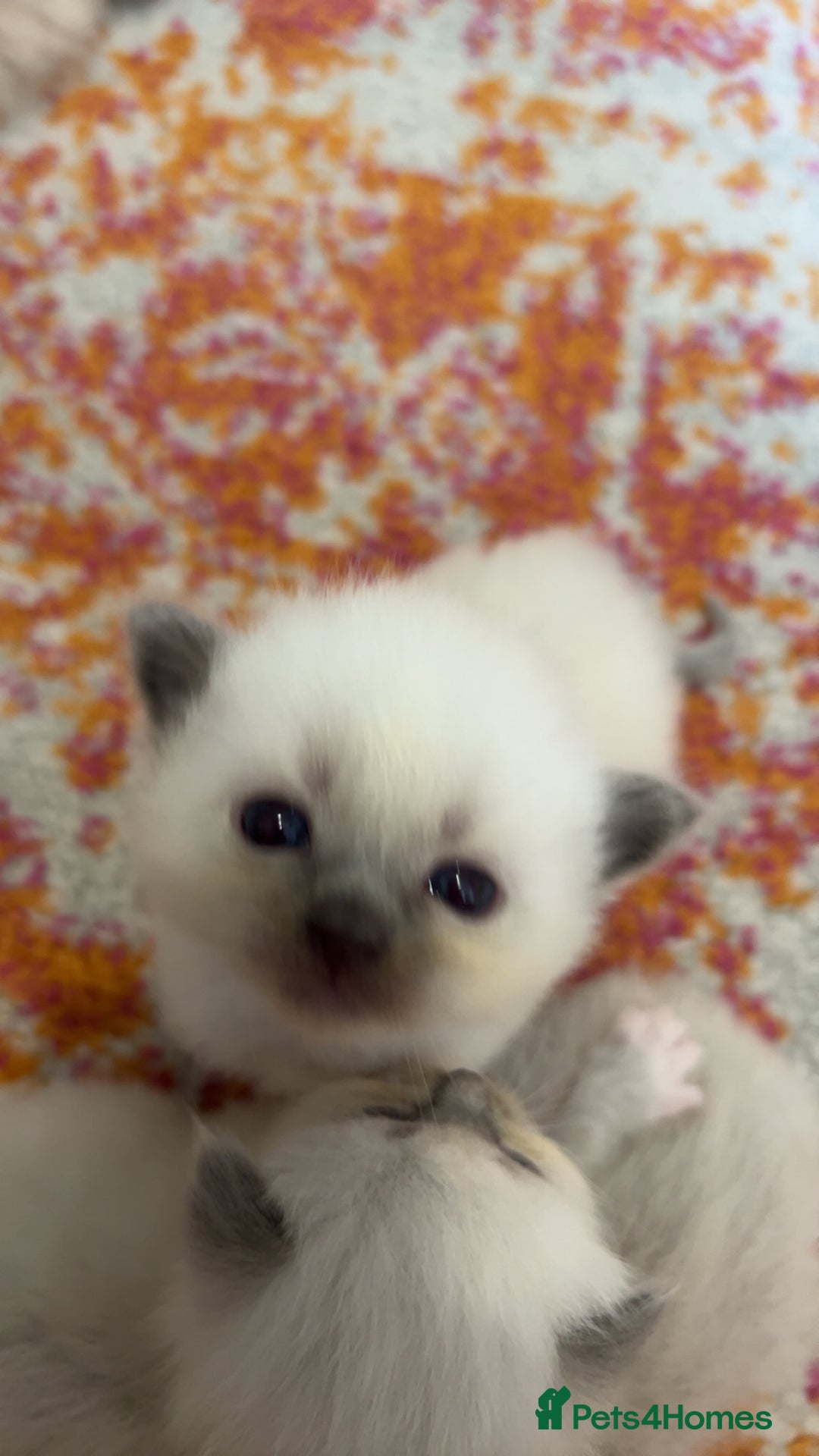 Ragdoll cats for sale: Ragdoll Kittens - Image 2