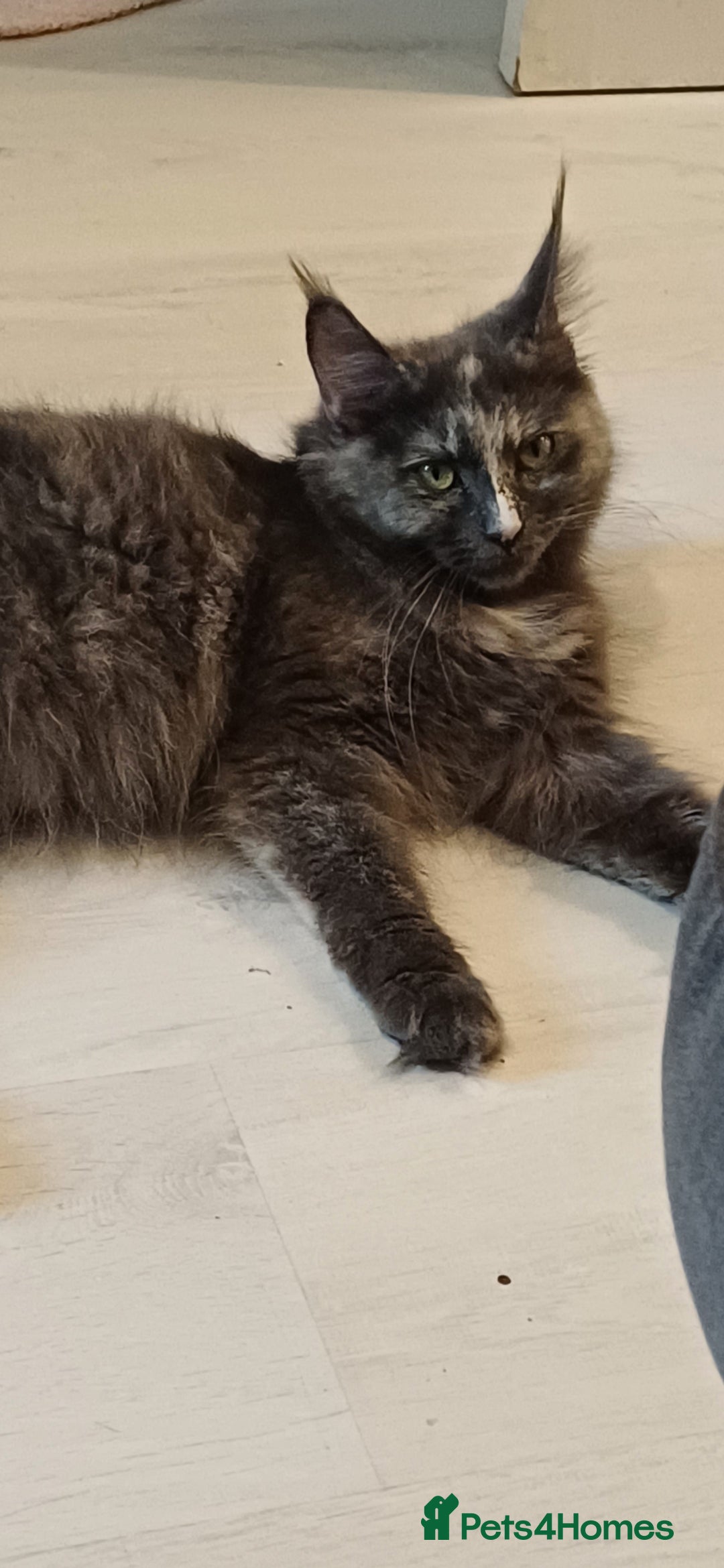 Maine Coon cats Last gorgeous girl - Advert 2