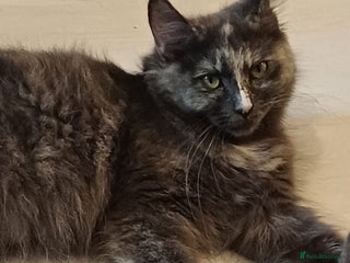 Maine Coon cats Last gorgeous girl - Advert 3