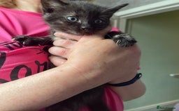 British Shorthair cats for sale: Kittens for sale - Image 1