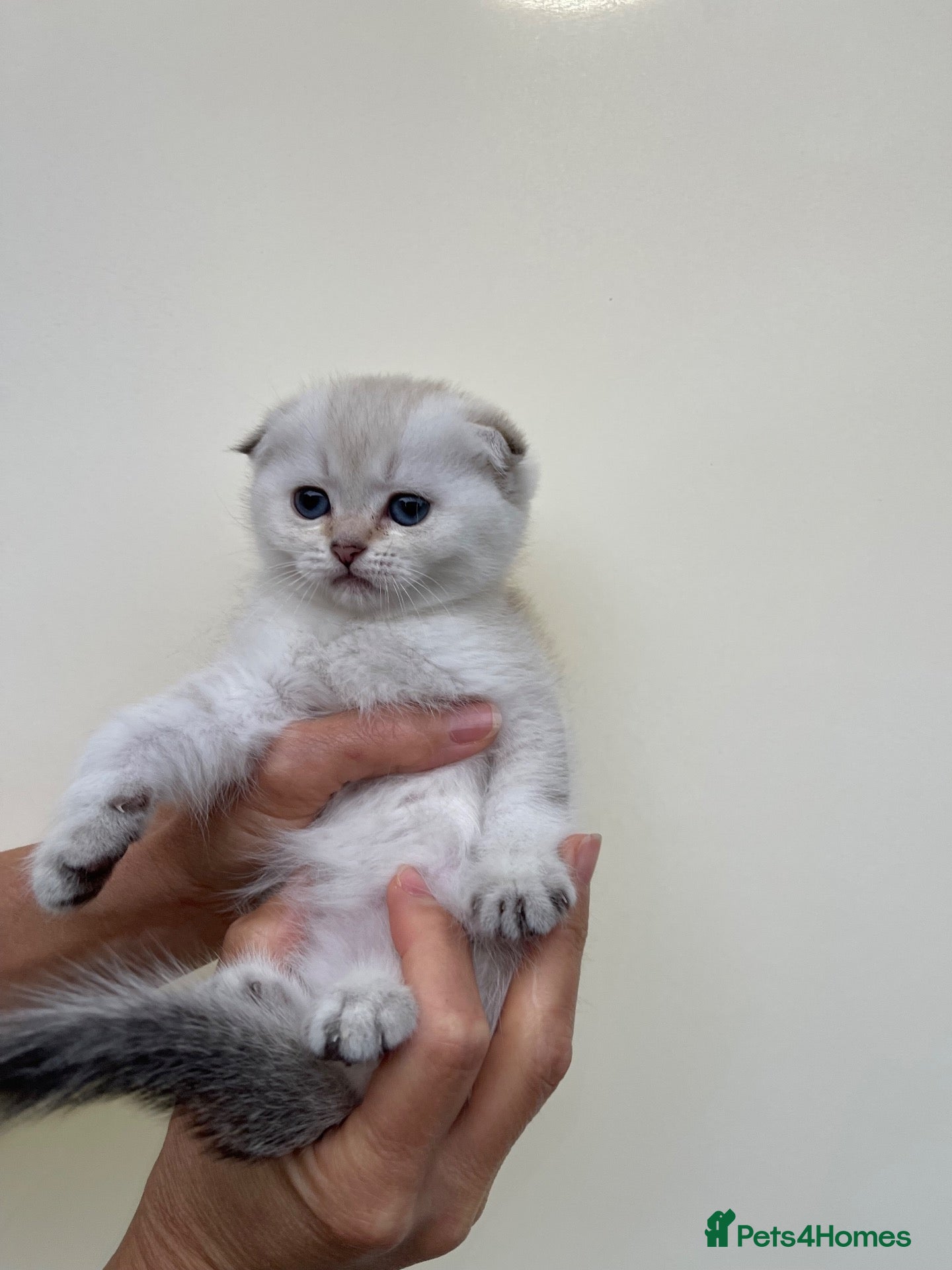 Scottish Fold cats LOVELY PUREBRED SCOTTISH FOLD CHINCHILLA KITTENS  - Advert 1