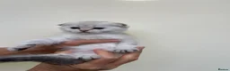 Scottish Fold cats for sale: LOVELY PUREBRED SCOTTISH FOLD CHINCHILLA KITTENS  - Advert 7
