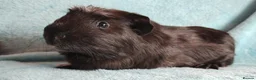 Guinea Pig rodents for sale: Cute pair of boys guinea pigs ready now  - Advert 4