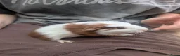 Guinea Pig rodents for sale: Guinea pig boys  - Advert 3