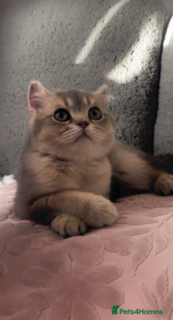 British Shorthair cats Blue Golden Shaded British Shorthair Kitten - Advert 2