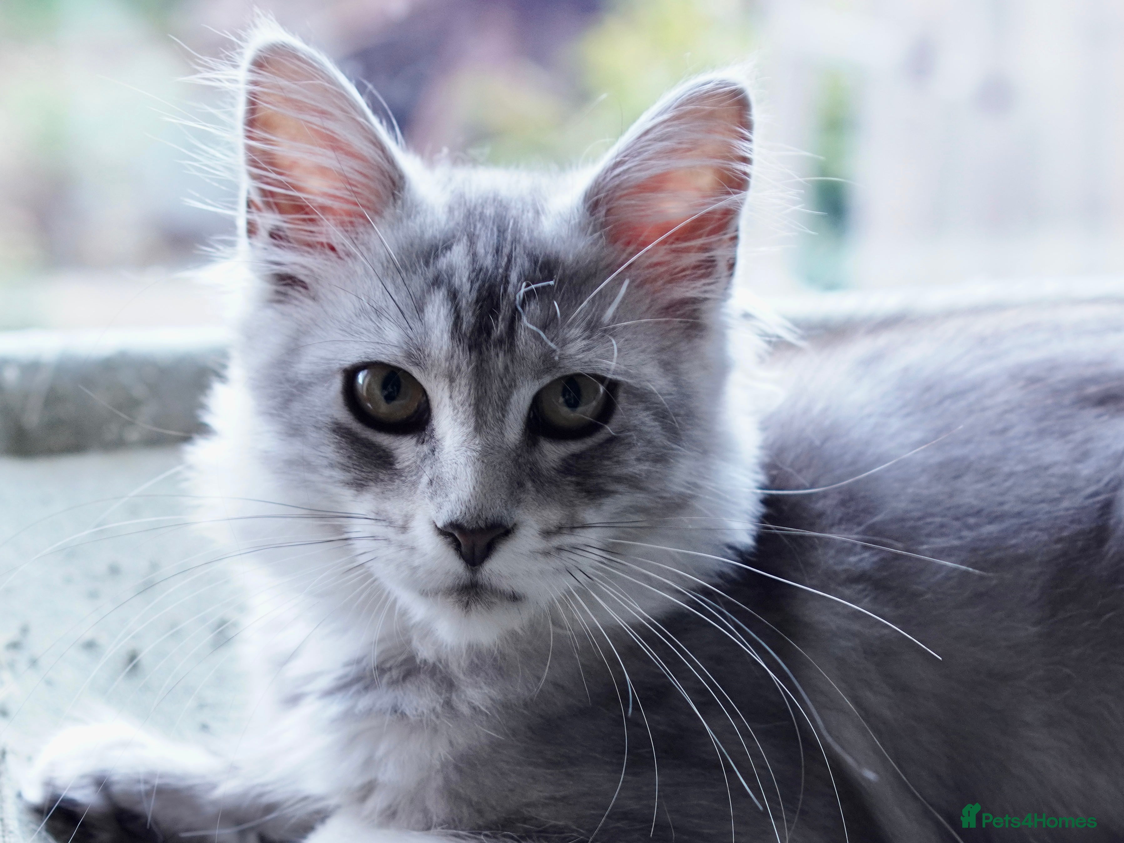 Maine Coon cats Beautiful Maine Coon Sisters Ready Now 🐾 - Advert 1
