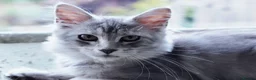 Maine Coon cats for sale: Beautiful Maine Coon Sisters Ready Now 🐾 - Advert 6