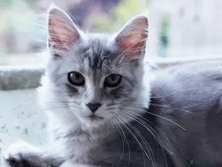 Maine Coon cats Beautiful Maine Coon Sisters Ready Now 🐾 - Advert 3