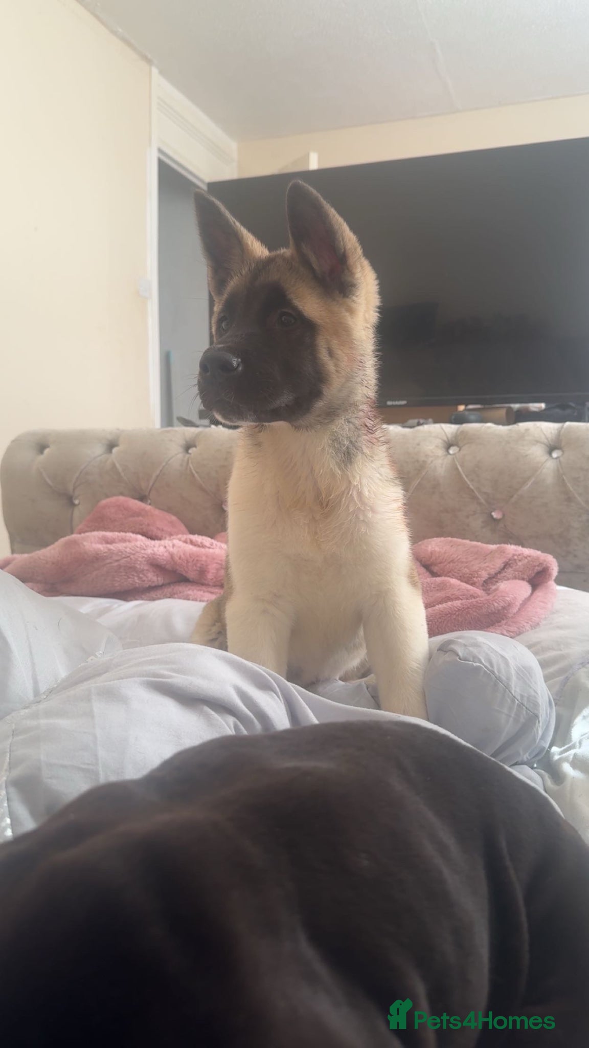 Akita dogs 15 week old Akita  - Advert 1