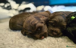 Cocker Spaniel dogs for sale: Cocker spaniel puppies - Image 35