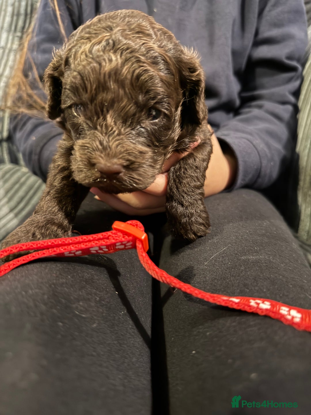 Cockapoo dogs for sale: F1B Cockapoos - Image 7