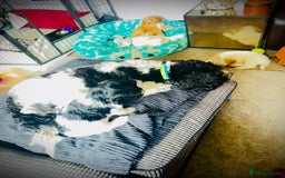 Cockapoo dogs for sale: 2 left! Will you be my forever home? F2 cockapoos  - Image 3