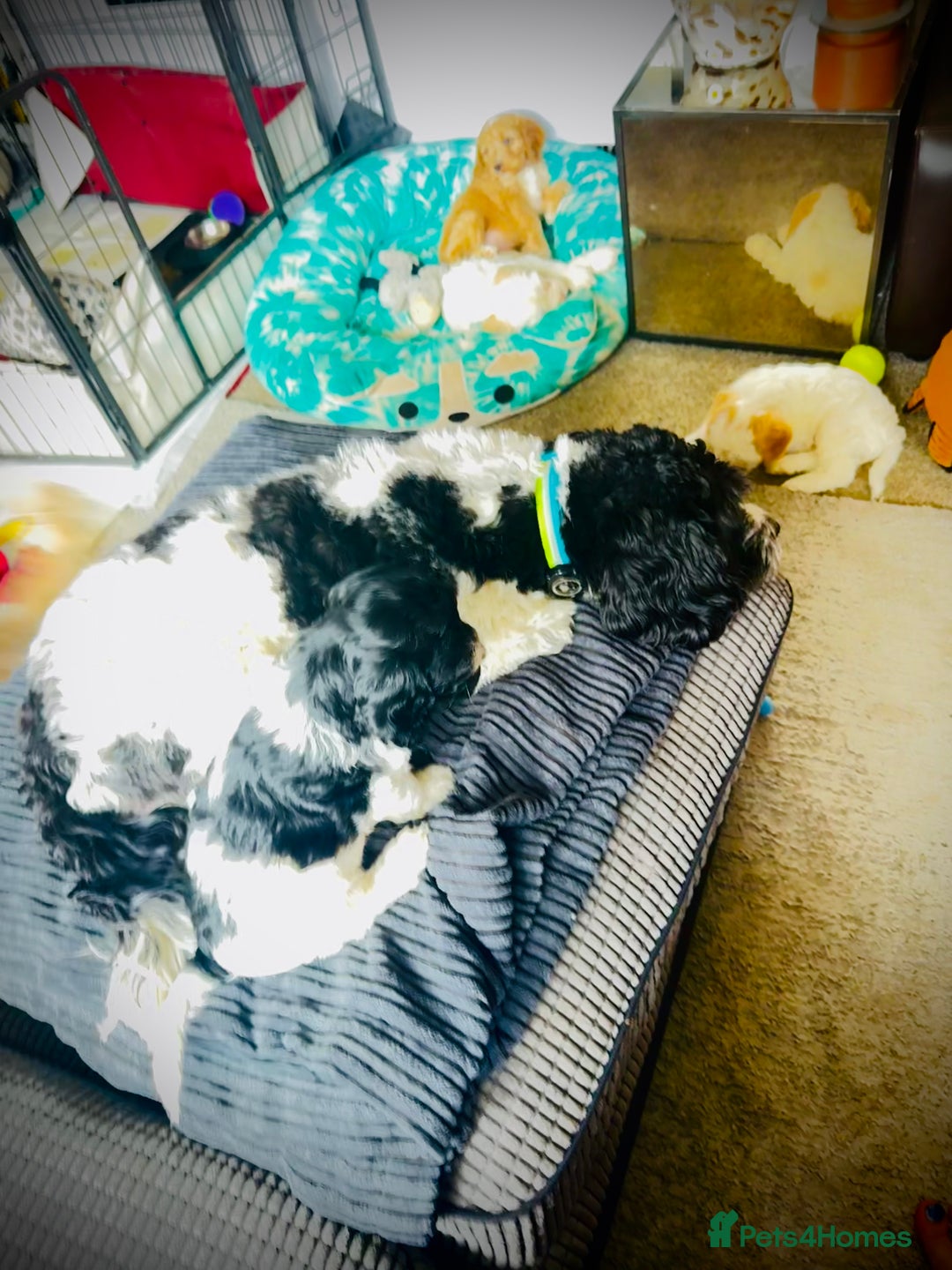 Cockapoo dogs for sale: 2 left! Will you be my forever home? F2 cockapoos  - Image 3