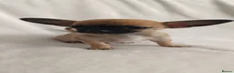 Chihuahua dogs for sale: 3 Chihuahus for sale. Available immediately. in Birmingham - Advert 15