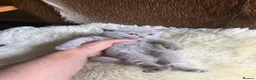 British Shorthair cats for sale: TICA registered Champion Bloodline BSH Kittens - Advert 22