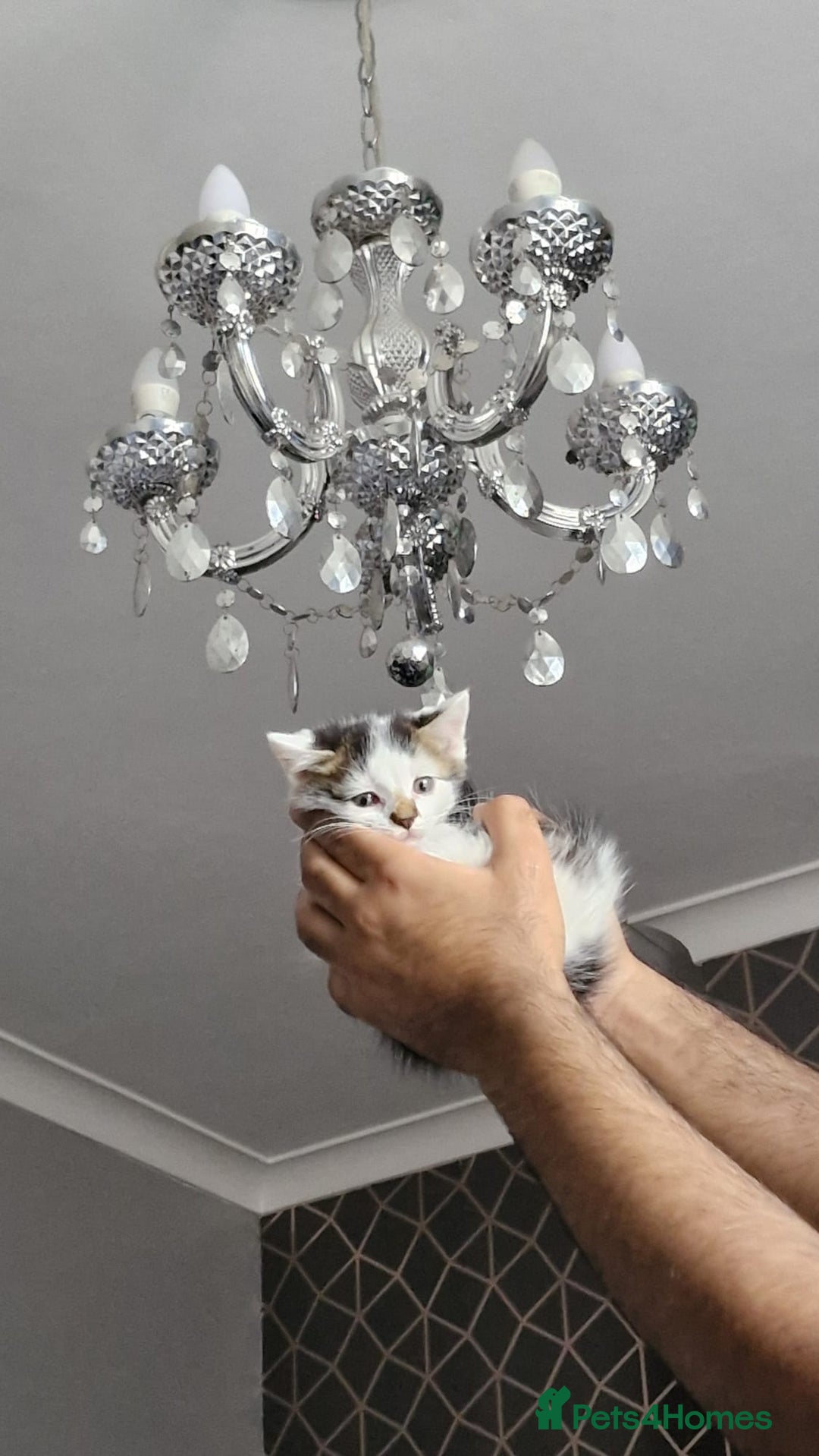 Turkish Angora cats for sale: 3 beautiful kittens ready to find a loving home  - Image 2