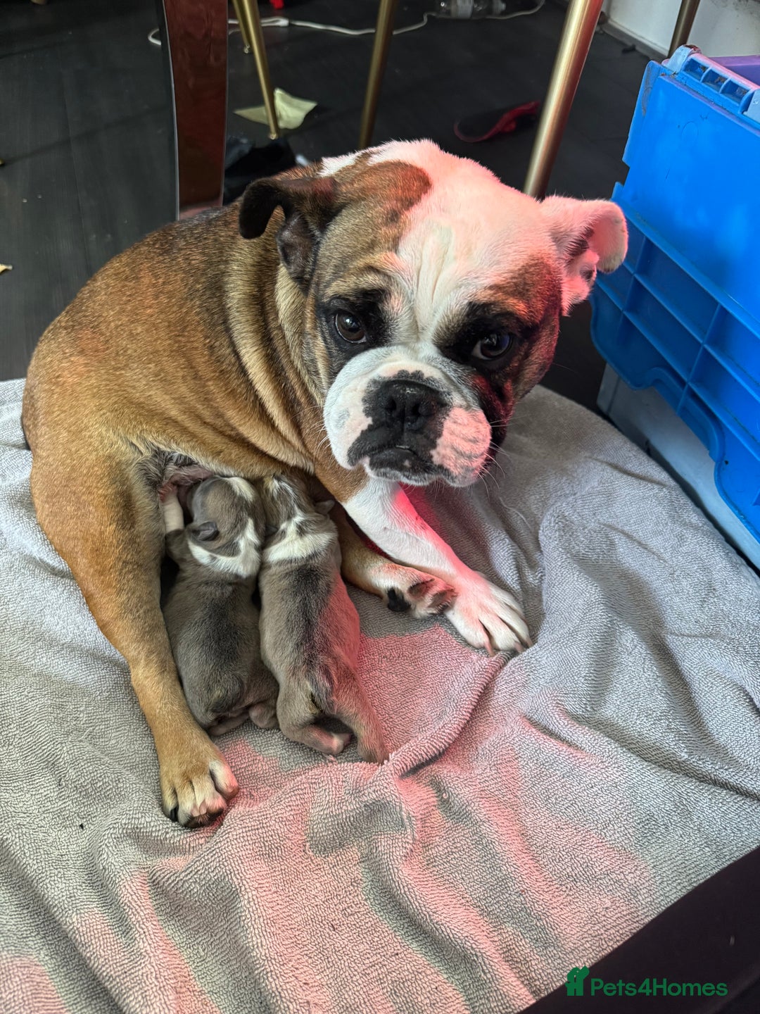 English Bulldog dogs for sale: Male miniature bulldog puppy - Advert 3