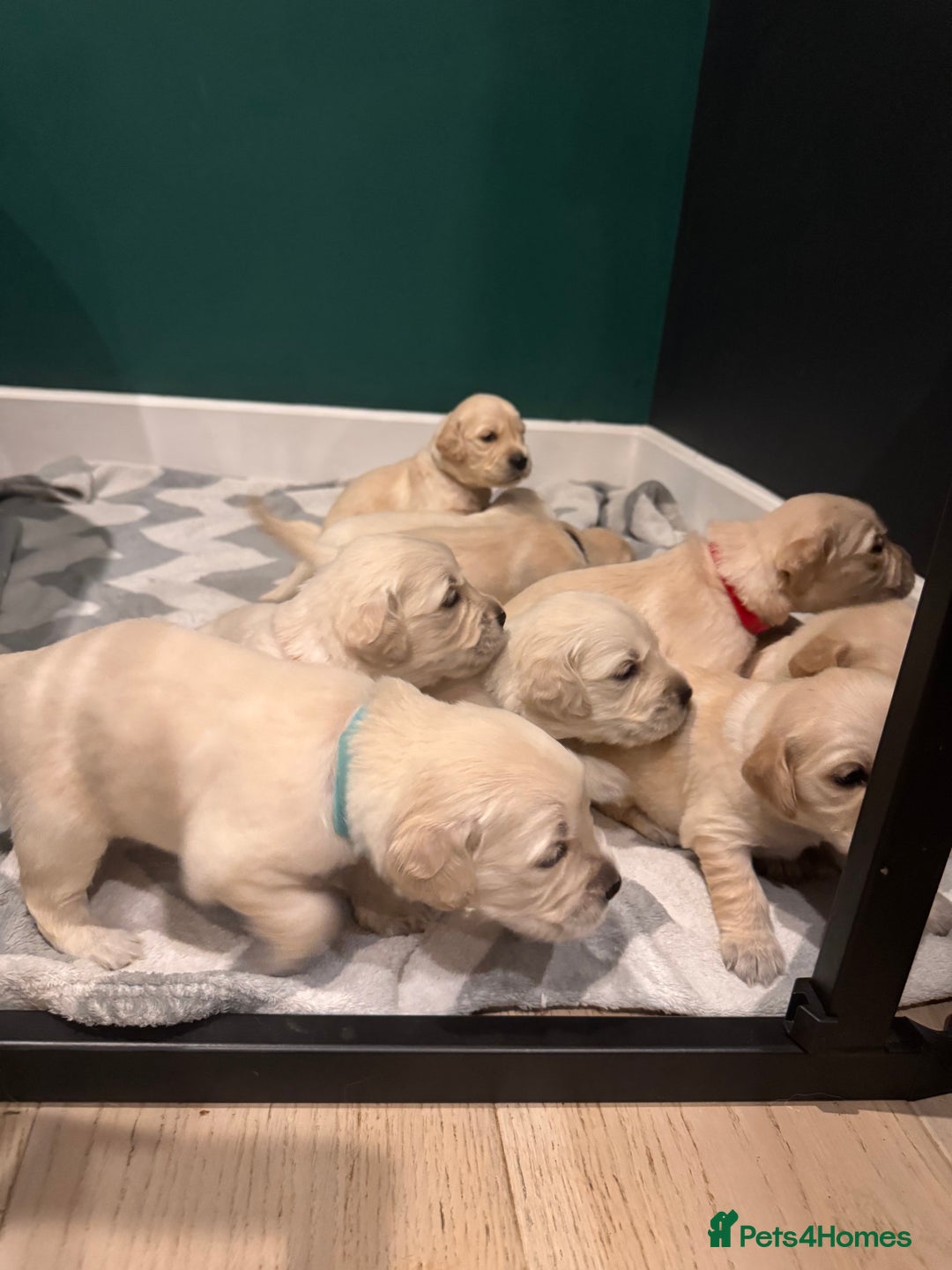 Golden Retriever dogs for sale: Champion line-KC Reg. Golden Retriever Puppies💖💙 - Advert 5