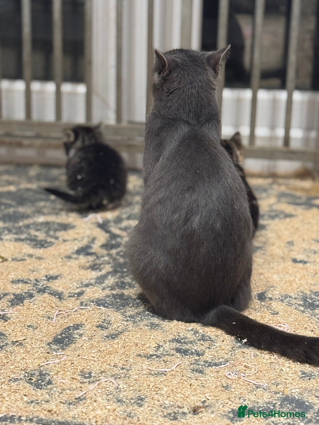 Mixed Breed cats for sale: 5 lovely kittens for sale  - Image 13