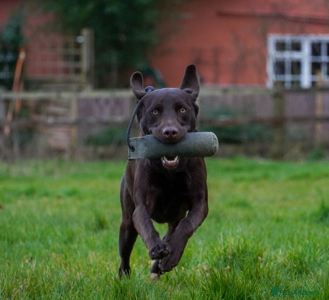 Labrador Retriever dogs for sale: 3 black dogs available  - Image 4