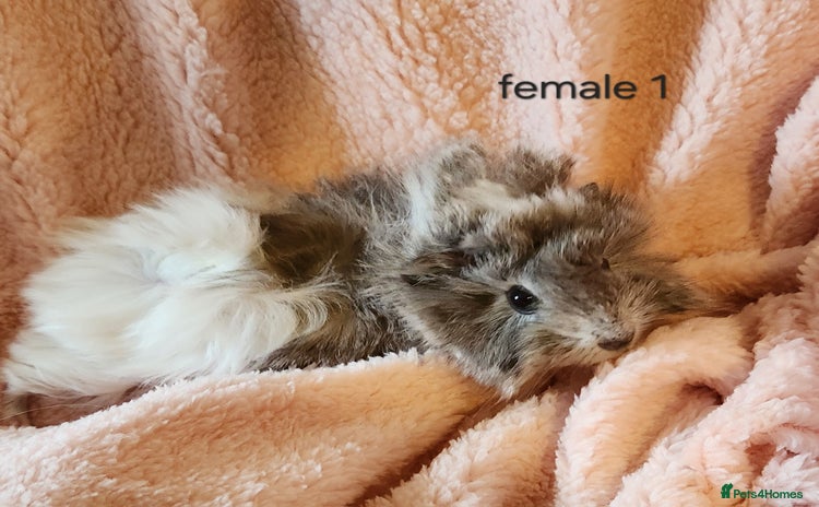 Guinea Pig rodents - Advert 4