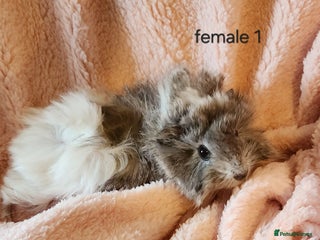Guinea Pig rodents - Advert 10
