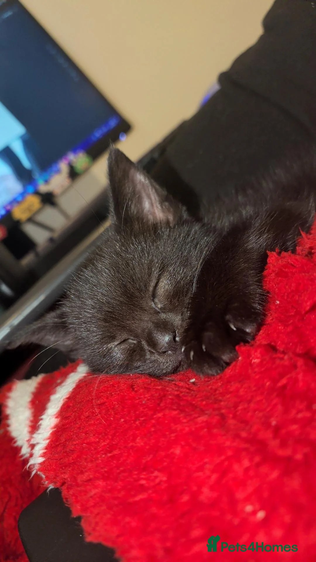 Mixed Breed cats for sale: Black kitten|9 weeks|ready to collect in Beverley - Advert 2