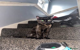 American Shorthair cats for sale: girl kitten - Image 1