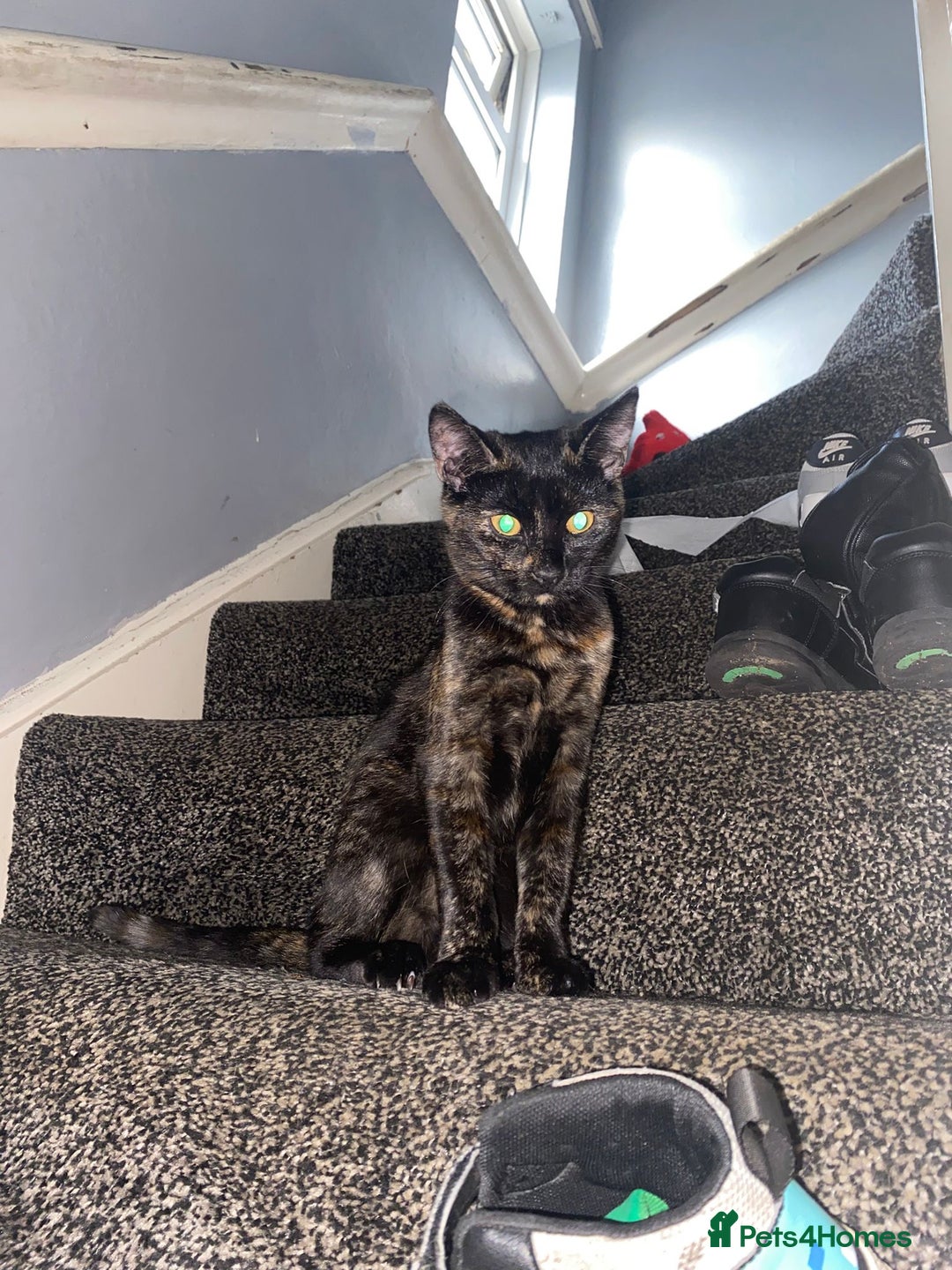 American Shorthair cats for sale: girl kitten - Image 1