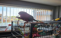 Cockatoo birds for sale: Australian galah cockatoo 13 months old  - Image 2