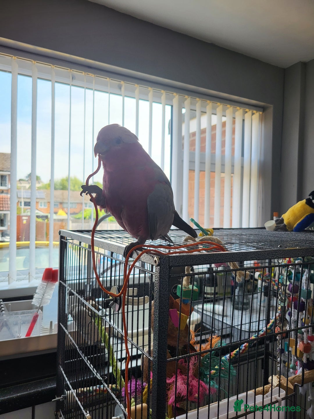 Cockatoo birds for sale: Australian galah cockatoo 13 months old  - Image 2