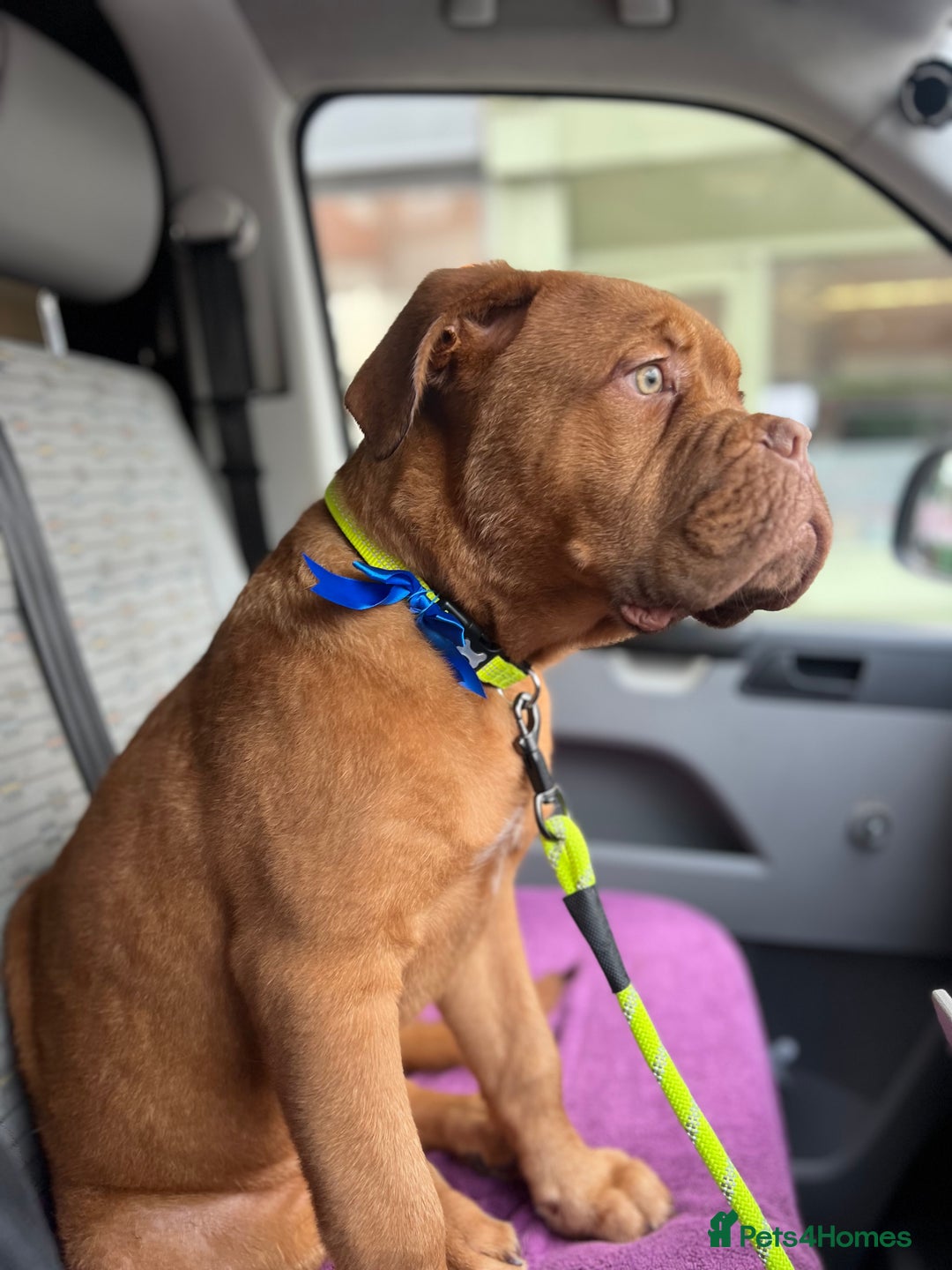 Dogue De Bordeaux dogs for sale: dogue de bordeaux - Advert 3
