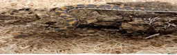 Boa Snake reptiles for sale: Beautiful, Juvenile, Captive-Bred Kenyan Sand Boas - Advert 8