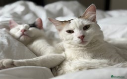 Mixed Breed cats for adoption: ARES BOY - FIONA MIX TURKISH ANGORA GIRL BONDED  - Advert 6