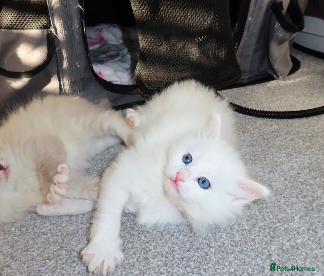 Siberian cats for sale: Little Fluffy Hypoallergenic Siberian Babies 🐾 - Advert 5