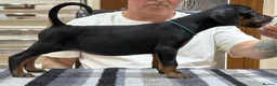 Dobermann dogs for sale: Top Quality Dobermann Puppies Available - Advert 6