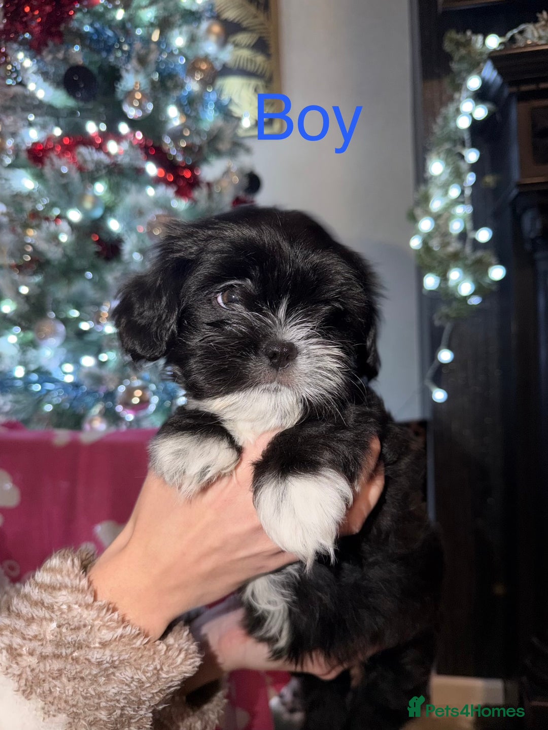 Mixed Breed dogs for sale: Shih Tzu x fluffy frenchie  - Advert 7