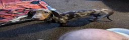 Miniature Dachshund dogs for sale: Miniature Dachshund Puppies For Sale  - Advert 1
