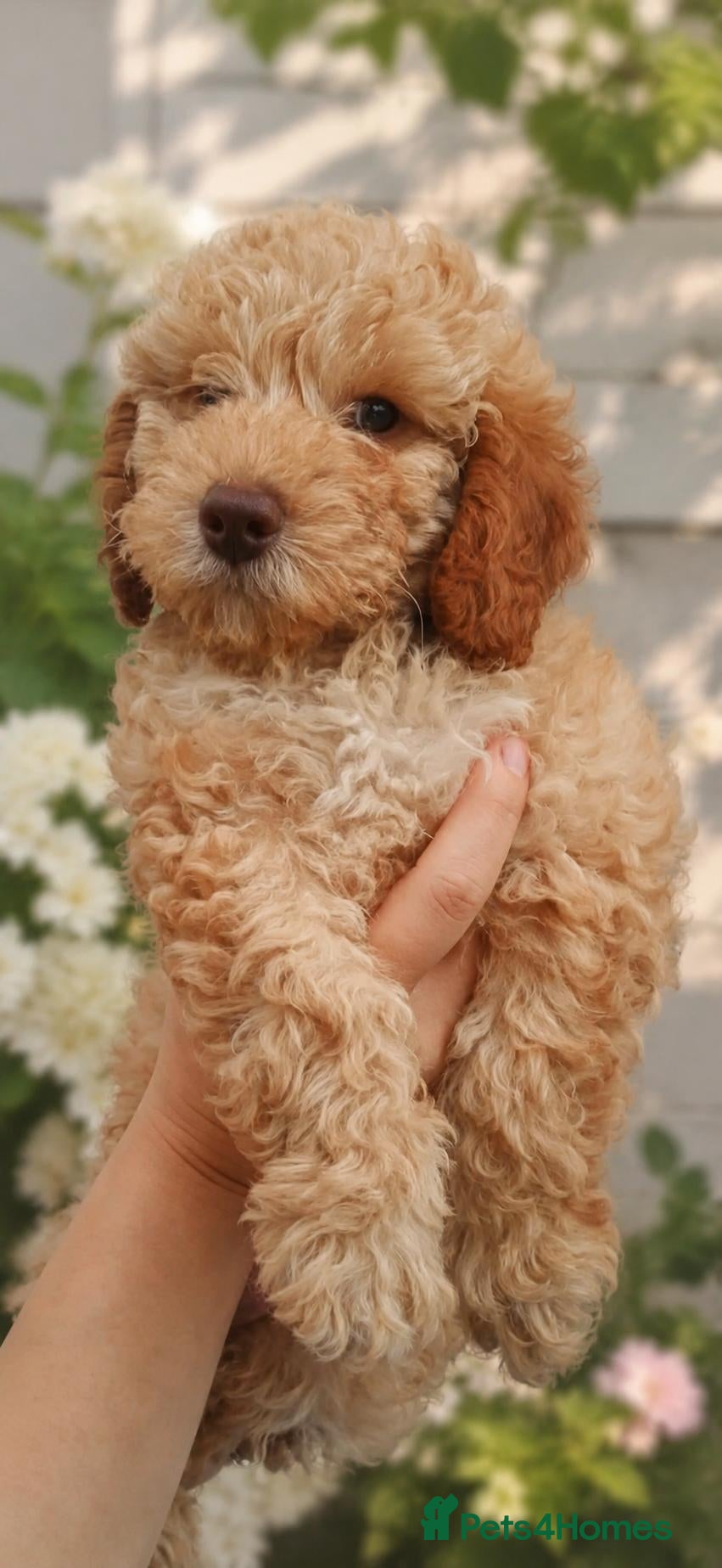Cockapoo dogs 1 Rare F1BB Toy Cockapoo Left! Health Checked!   - Advert 2