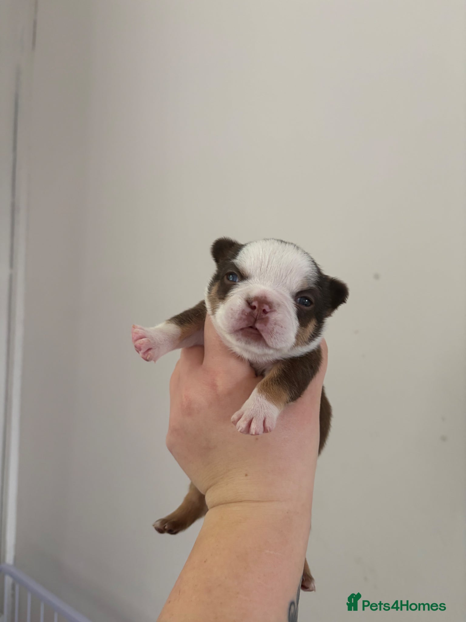 French Bulldog dogs Fully health tested French bull dog puppies  - Advert 1