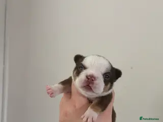 French Bulldog dogs Fully health tested French bull dog puppies - Advert 1