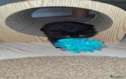 Mixed Breed cats for sale: Two male kittens. Possible delivery. - Advert 11