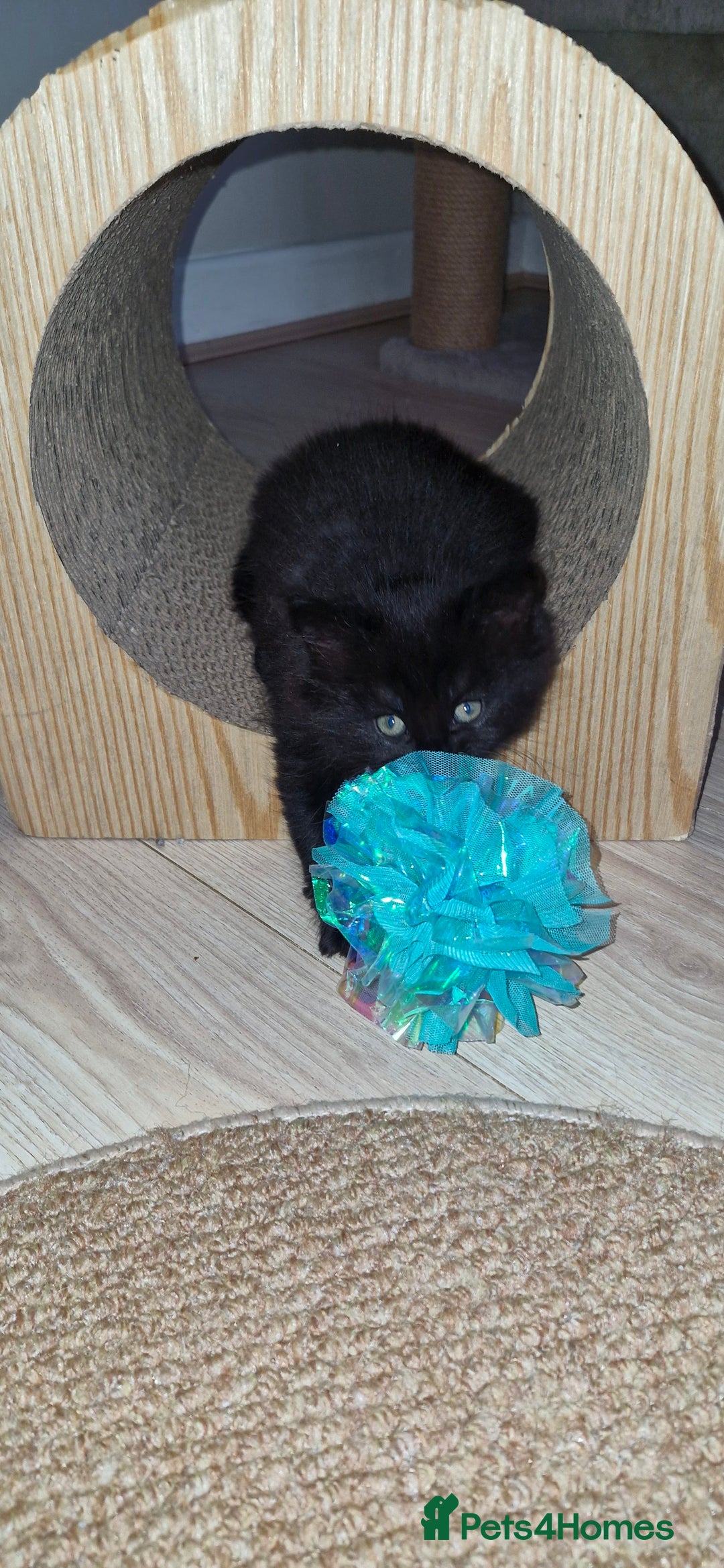 Mixed Breed cats for sale: Two male kittens. Possible delivery. - Advert 11