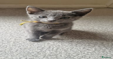 Russian Blue cats - Advert 14